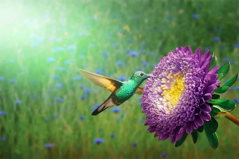 ¿Cómo atraer colibríes a tu jardín?