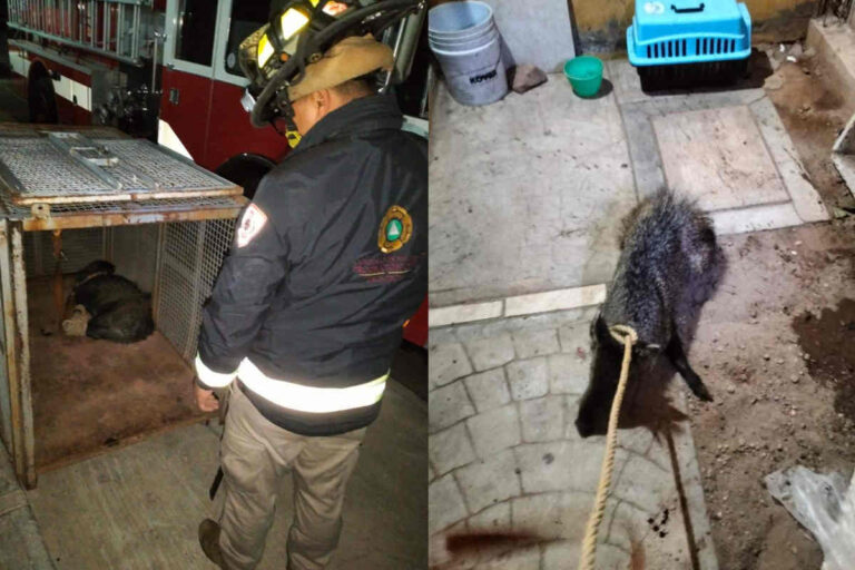 Rescatan a Jabalí en el Fraccionamiento Villas de Guadalupe