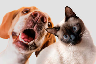 Esterilización canina y felina Zacatecas: ¿Cuáles municipios visitará la brigada?