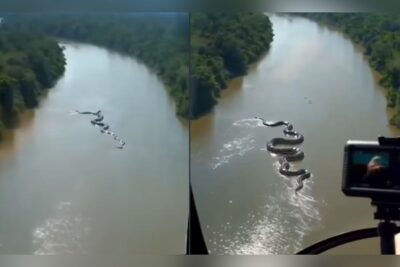 Captan en video una anaconda gigante en el Amazonas