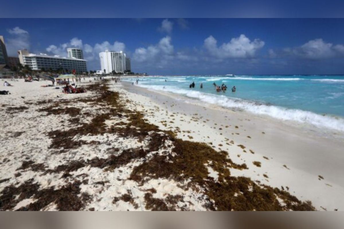 Numerosas playas de Cancún generan afectaciones por sargazo.
