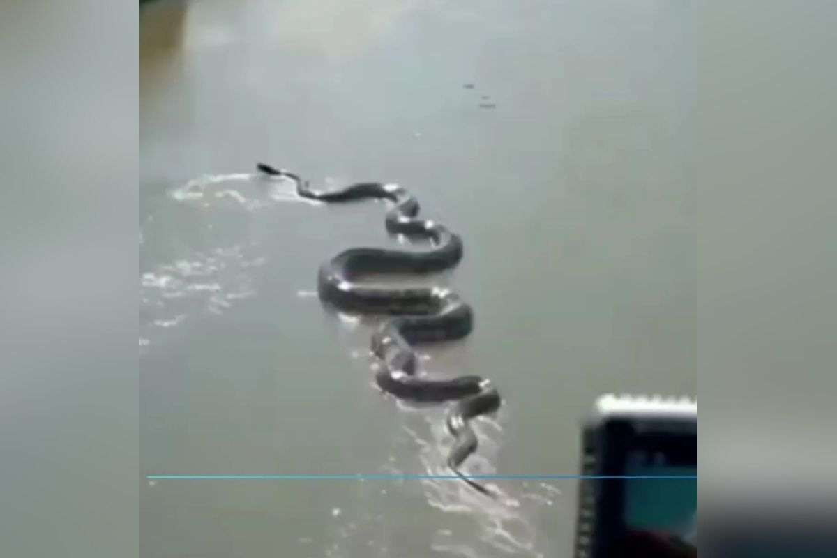 Captan en video una anaconda gigante en el Amazonas.