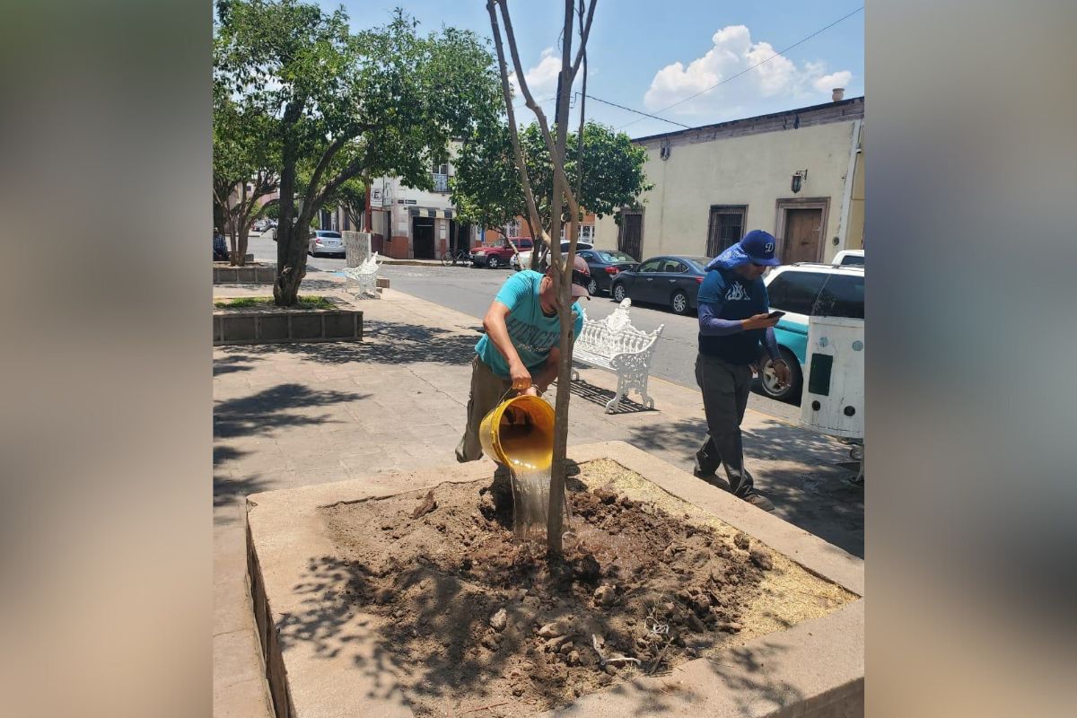 Continúan trabajos de reforestación en Jerez.