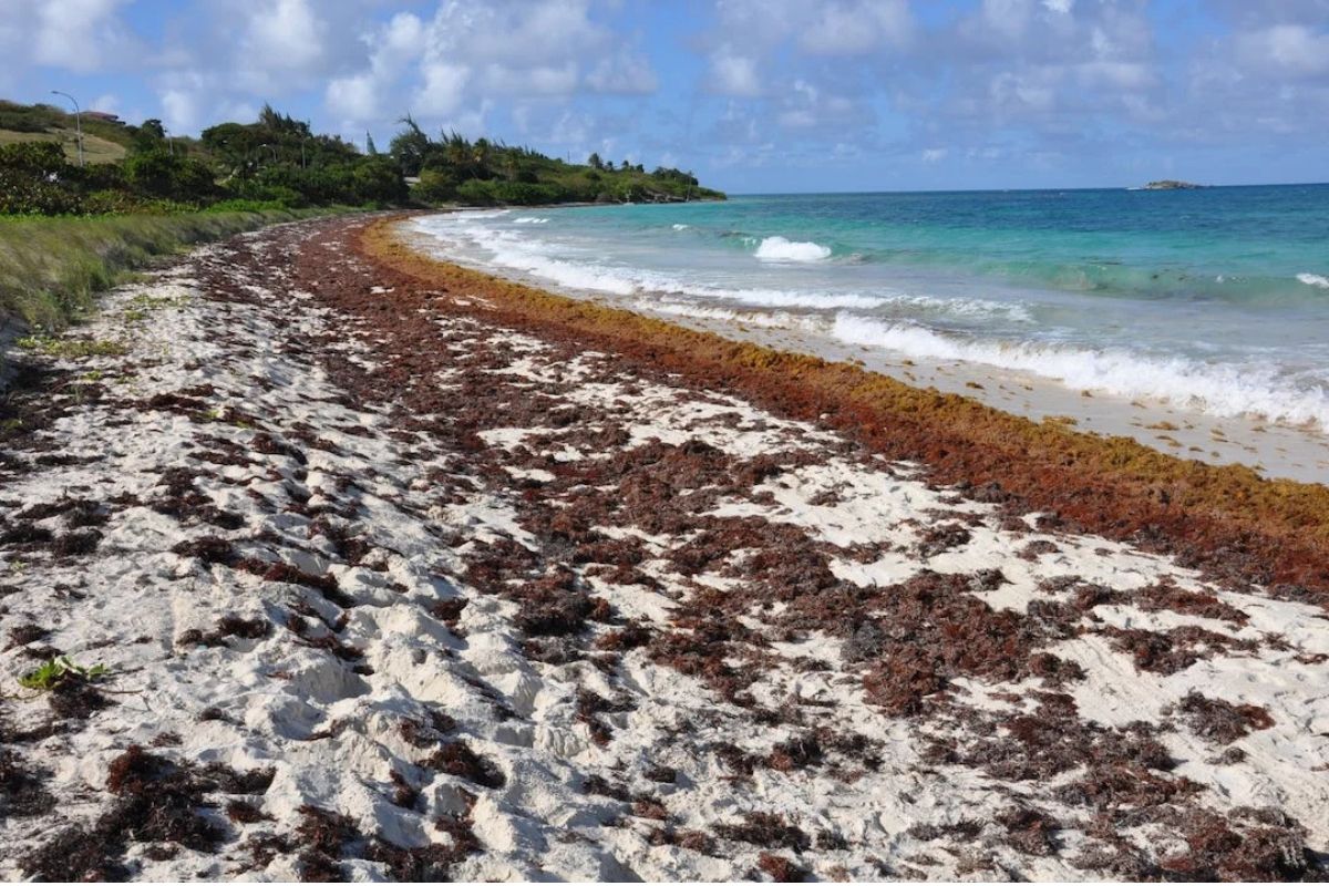 Numerosas playas de Cancún generan afectaciones por sargazo.