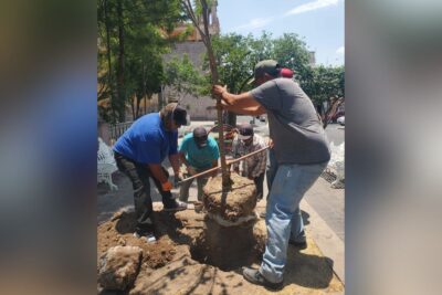 Continúan trabajos de reforestación en Jerez