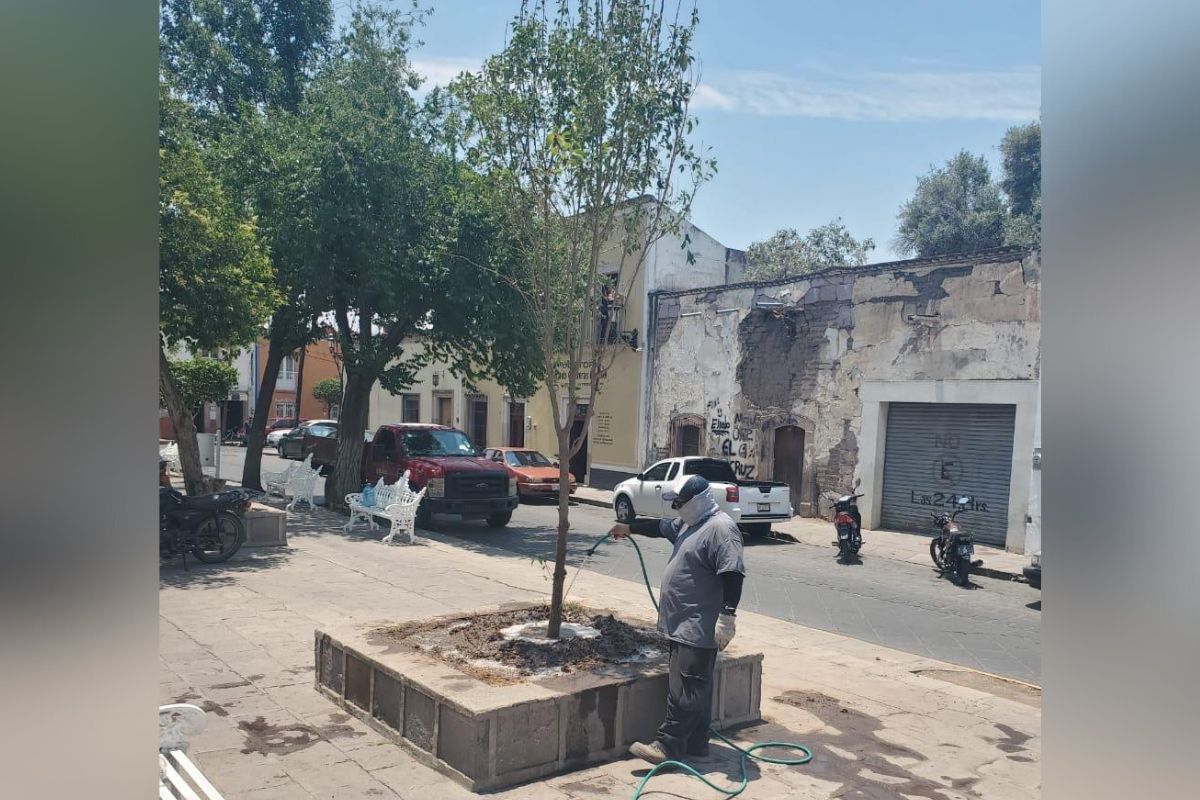 Continúan trabajos de reforestación en Jerez.