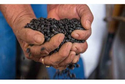 Convención Frijolera en Zacatecas busca impulsar producción nacional de semillas y frijol