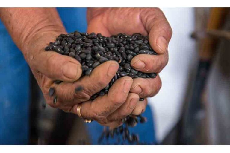 Convención Frijolera en Zacatecas busca impulsar producción nacional de semillas y frijol