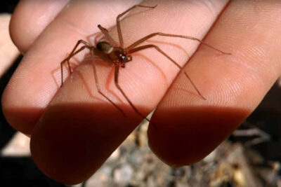 Araña violinista: Zacatecas, entre los estados donde se registran más picaduras