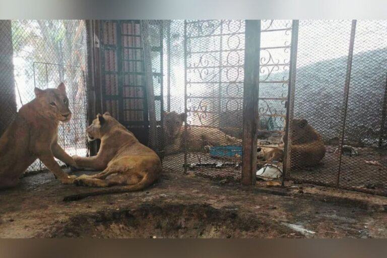 Rescatan a tres leonas y un león en condiciones deplorables en Nuevo León
