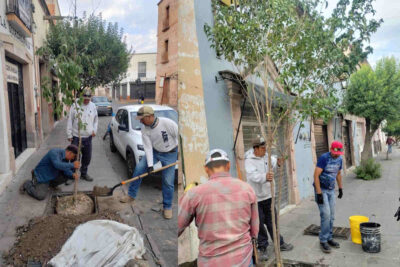 Inicia gobierno de Rodrigo Ureño campaña de reforestación en el centro de Jerez