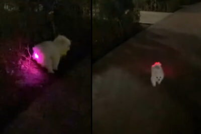 ¡Perrito Brillante! El video viral de un cachorrito con un juguete luminoso que sorprendió a todos