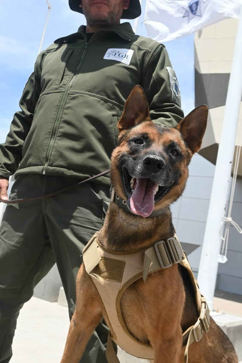 Refuerzan a la Policía de Investigación con binomios caninos especializados