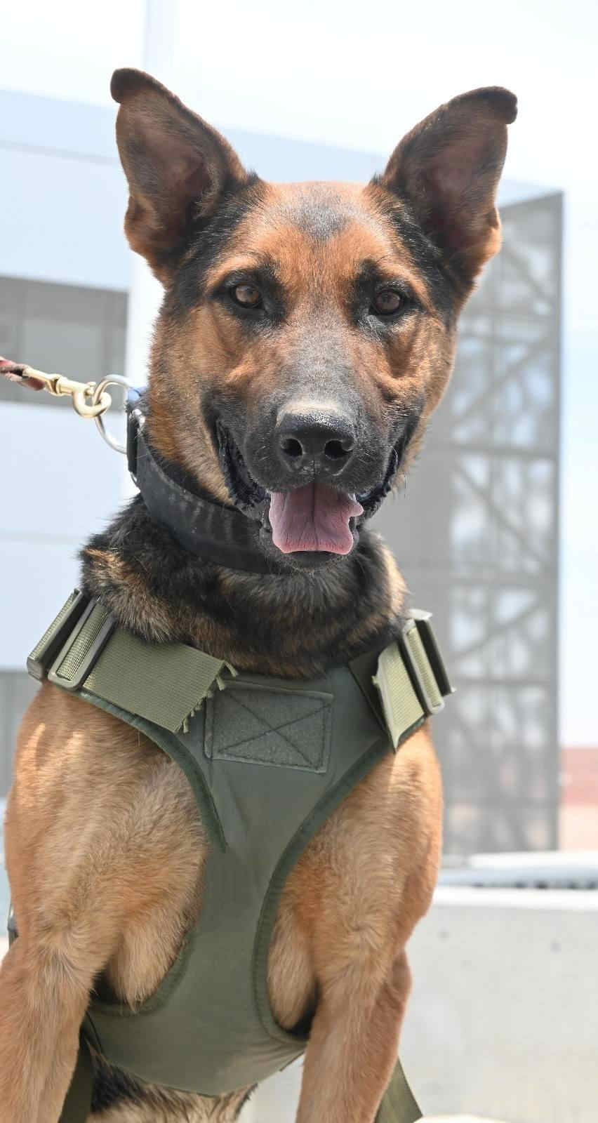 Refuerzan a la Policía de Investigación con binomios caninos especializados