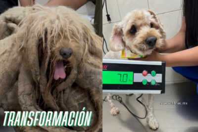 Rescatan a ‘Soñador’, un perrito que vivió 10 años en una azotea, así luce ahora