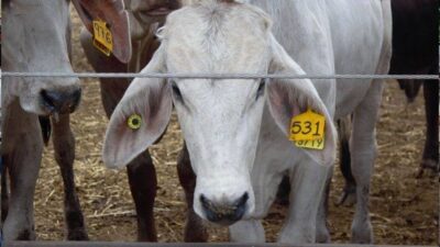 EE. UU. suspende importación de ganado mexicano por plaga de gusano barrenador