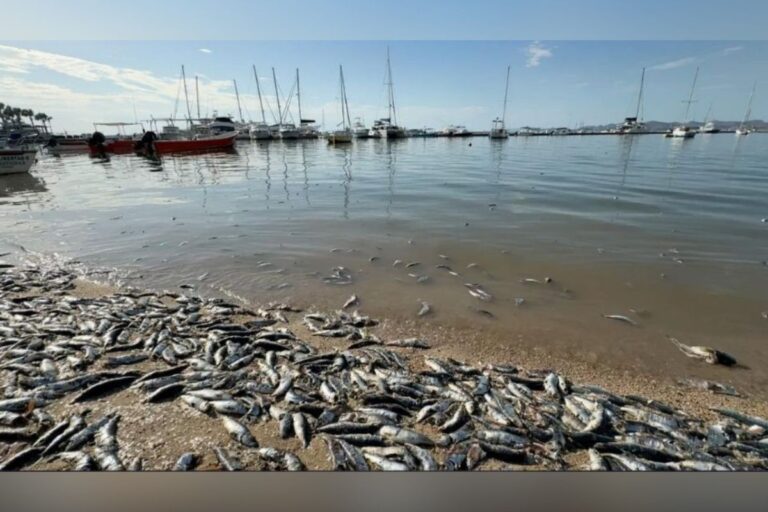 Confirman Marea Roja, encuentran miles de peces muertos en La Paz, BCS