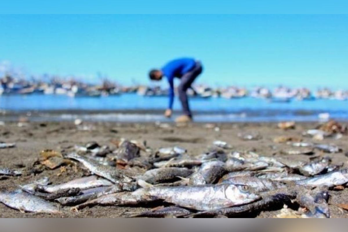 Confirman Marea Roja, encuentran miles de peces muertos en La Paz, BCS.