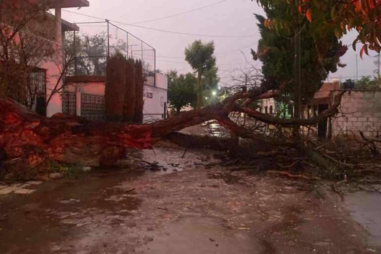 Lluvia del fin de semana tira árboles y causa daños en Jerez