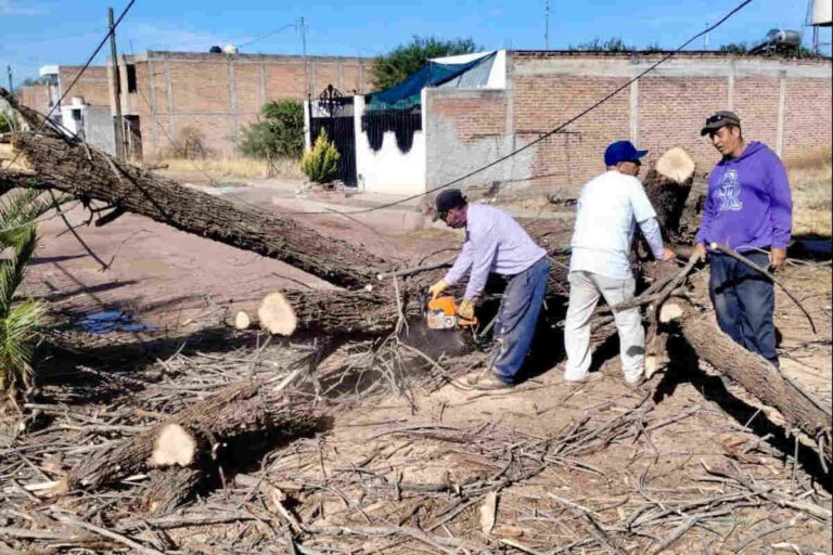 Ayuntamiento retira árboles caídos en Jerez tras fuertes vientos