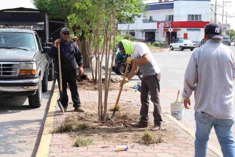 Jerez avanza en su programa de reforestación urbana