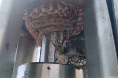 Encuentran serpiente atorada en pozo de agua en Fresnillo; afectó suministro