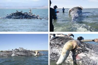 La ballena gris en peligro, hay pocos nacimientos