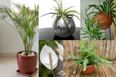 Plantas que combaten la humedad en casa