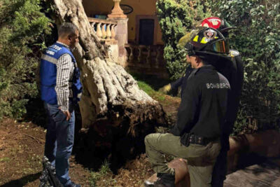 Atienden caída de árbol por lluvias en Zacatecas, realizarán diagnóstico preventivo