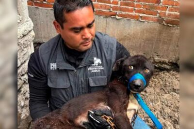 Rescatan a nueve canes en situación de maltrato y abandono