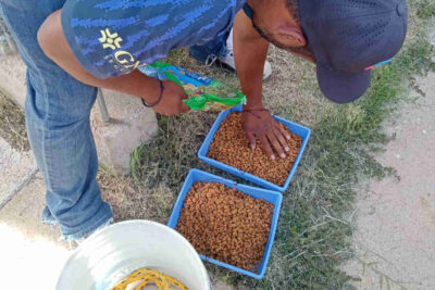 Alimentan a perritos abandonados en casa particular de colonia Gardenias de Guadalupe