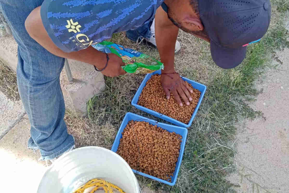 Alimentan a perritos abandonados en casa particular de colonia Gardenias de Guadalupe
