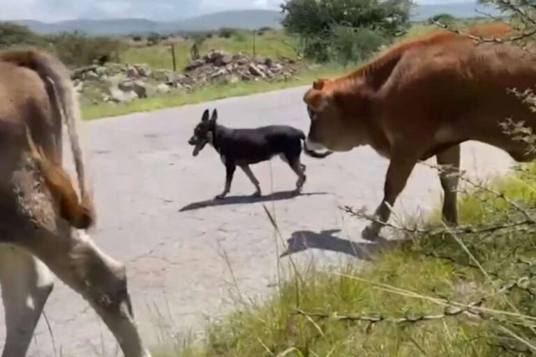 Confirman casos de rabia bovina en sur de Zacatecas