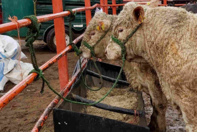 Feria de Fresnillo 2025: Se exhibirán diversas especies en el tianguis Ganadero