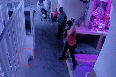 Asesinan a una perrita en el interior del Mercado Poniente de Fresnillo