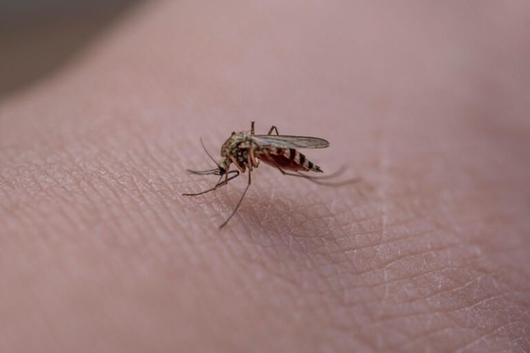 El virus chikungunya se propaga en China