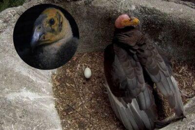 Nace cóndor en Zoológico de Chapultepec