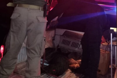 Atropellan a cochino jabalí en la Vialidad Vetagrande, Zacatecas