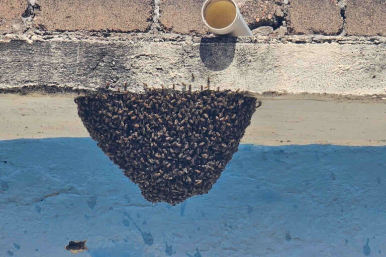 Aumenta el número de reportes por enjambre de abejas en Fresnillo