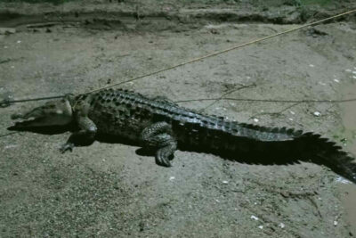 Capturan a cocodrilo dentro de una casa en Michoacán | Fotos