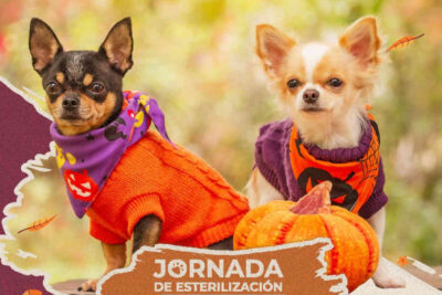 Esterilización canina y felina Zacatecas: ¿Cuáles municipios visitará la brigada en octubre?