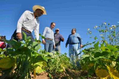 Guadalupe, es tierra fértil para productores de frijol