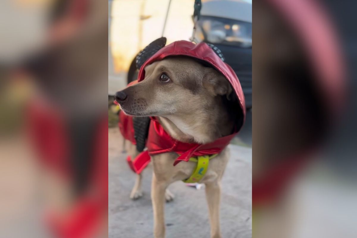 Huellitas de Amor celebra colorida caminata de Día de Muertos en Fresnillo