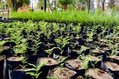 Zacatecas impulsa la cultura ambiental con nuevas jornadas de reforestación