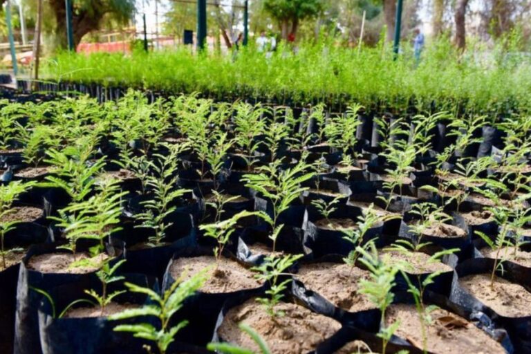 Zacatecas impulsa la cultura ambiental con nuevas jornadas de reforestación