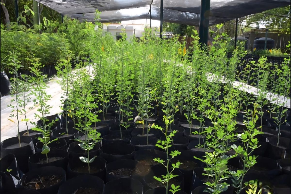 Zacatecas impulsa la cultura ambiental con nuevas jornadas de reforestación.