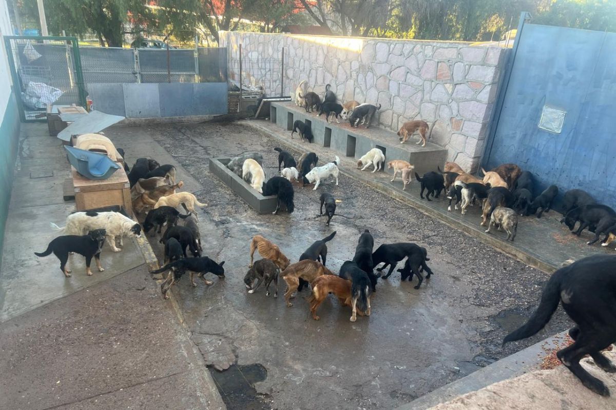 Ayuntamiento de Zacatecas pide evitar regalos impulsivos de mascotas en temporada decembrina.