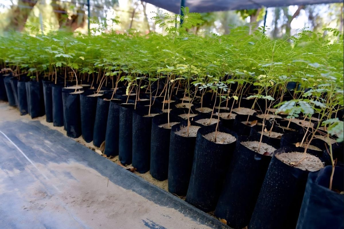 Zacatecas impulsa la cultura ambiental con nuevas jornadas de reforestación.