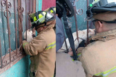 Bomberos de Zacatecas rescatan a gatito atrapado en ventana en la colonia Los Pirules