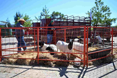 Entregan apoyos millonarios para fortalecer sector pecuario en Zacatecas